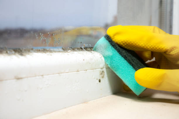 Best Residential Mold Remediation in White Hall, WV